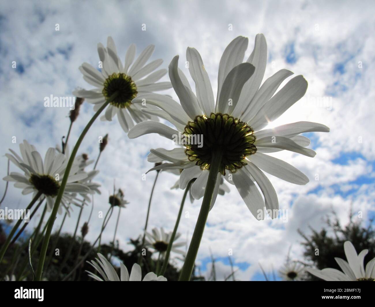 Große Gänseblümchen, die bis zum strahlenden Himmel reichen, Bild von unten Stockfoto