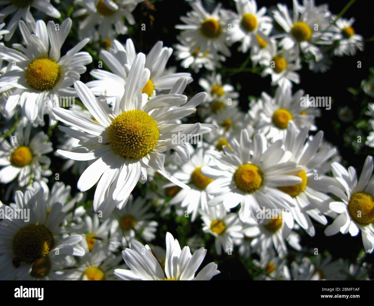 Extrem nah an der Daisy, Daisy Field als Hintergrund Stockfoto