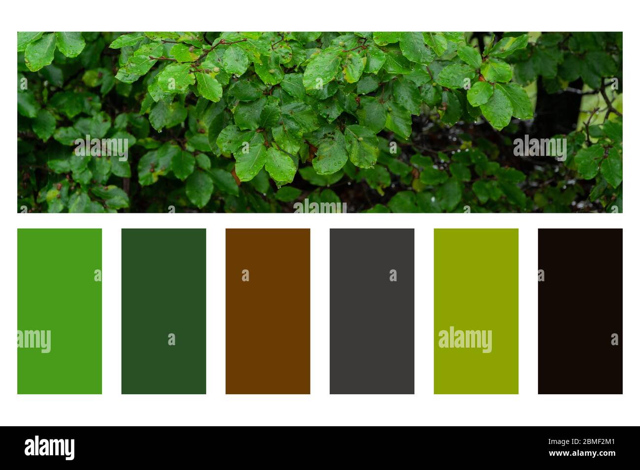 Nahaufnahme von immergrünen Busch, natürlicher Hintergrund in einer Farbpalette, mit kostenlosen Farbfeldern Stockfoto