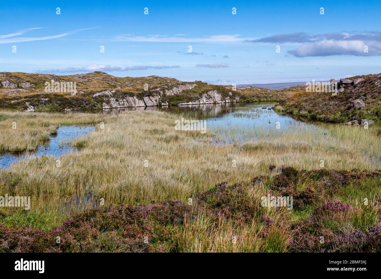 Heidekraut und Gras wachsen in einem kleinen sumpfigen Lochan, einer von Dutzenden auf den niedrigen Mooren der Applecross Halbinsel im Nordwesten der Highlands von Schottland. Stockfoto