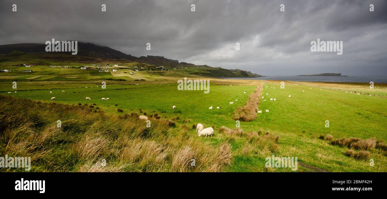 Schafe weiden auf einer Küstenebene bei Staffin unter dem Quiraing-Berg auf der Isle of Skye. Stockfoto