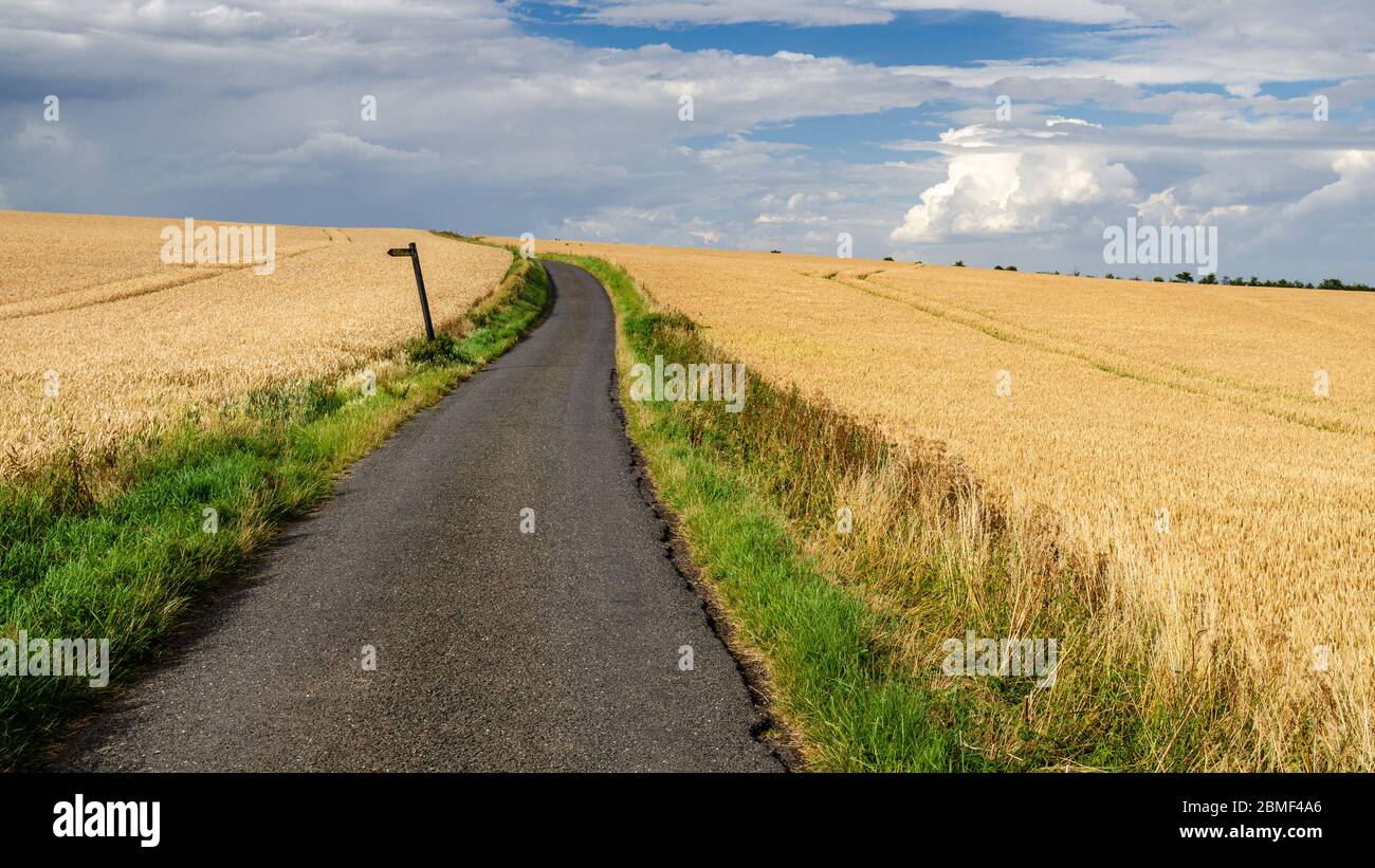 Der Icknfield Way Wanderweg führt durch die Kulturpflanzen in den Ackerland an der Grenze von Essex und South Cambridgeshire, England. Stockfoto