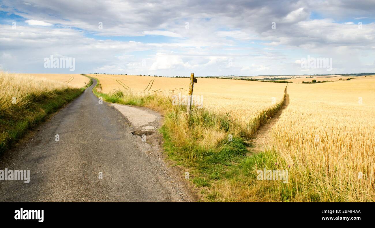 Der Icknfield Way Wanderweg führt durch die Kulturpflanzen in den Ackerland an der Grenze von Essex und South Cambridgeshire, England. Stockfoto