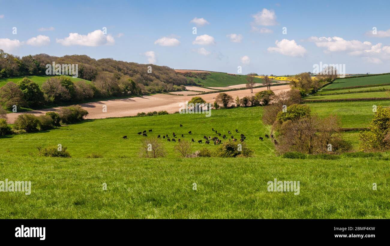 Rinder weiden auf der Weide im Piddle Valley in der sanften Landschaft der englischen Dorset Downs. Stockfoto