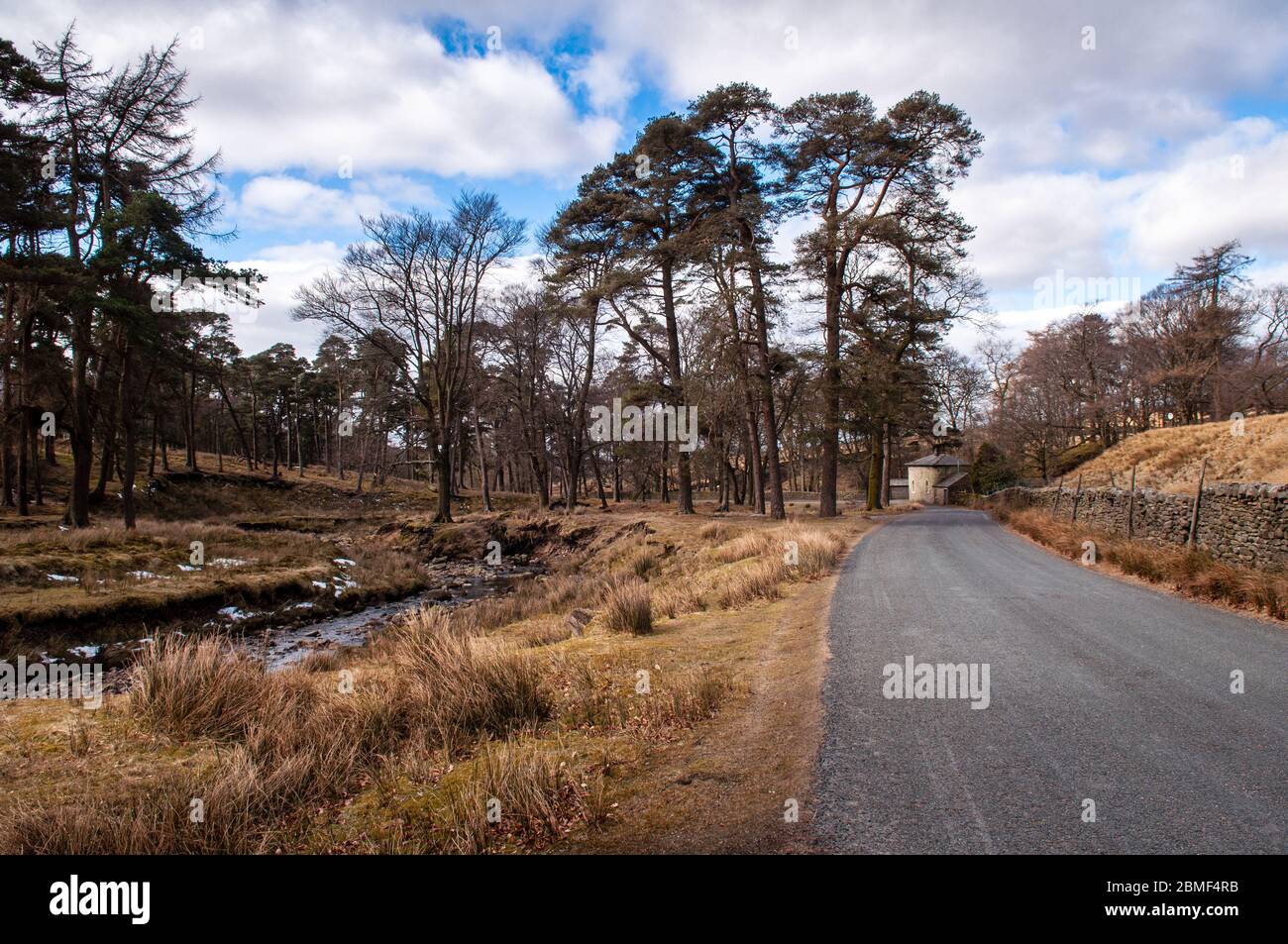 Der Marshaw Wyre Fluss fließt durch Wälder neben einer Landstraße in Lancashire's Forest of Bowland. Stockfoto