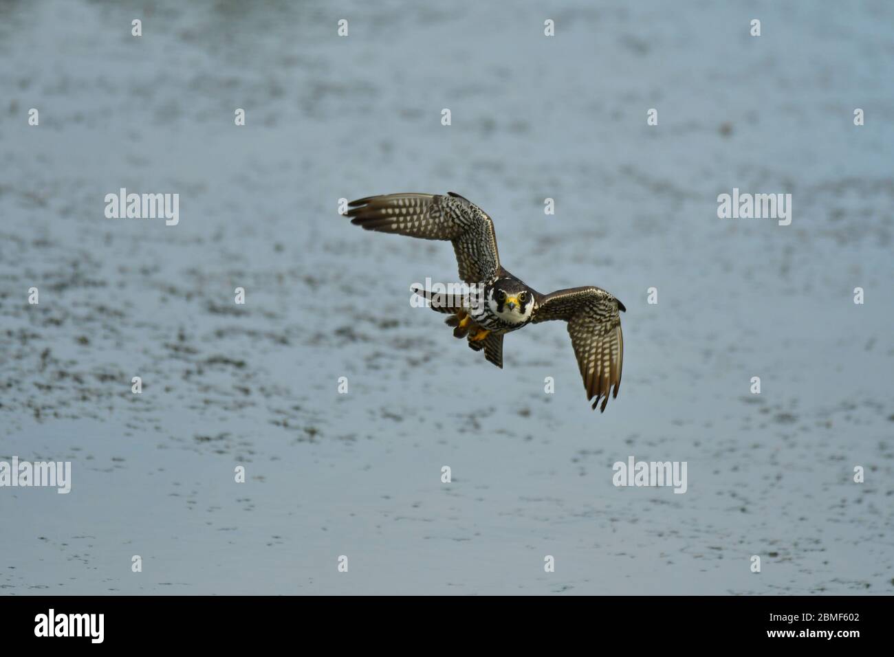 Das eurasische Hobby Falco subbuteo im Flug Stockfoto