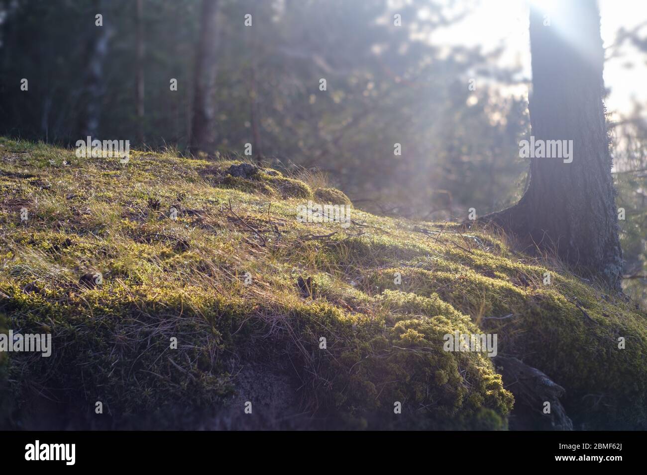 Sonnenlicht in einem grünen Wald am Waldrand, am Ufer des Flusses, Frühlingszeit. Stockfoto