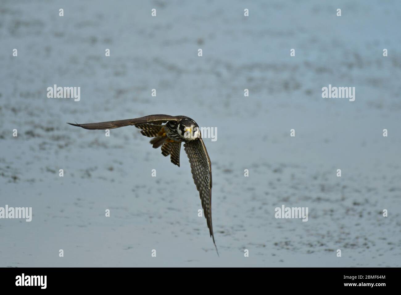 Das eurasische Hobby Falco subbuteo im Flug Stockfoto