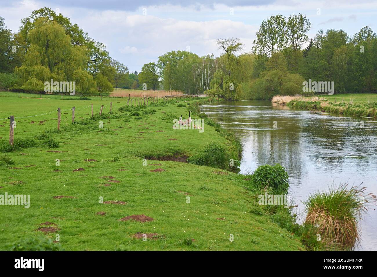 Die Ilmenau schlängelt sich durch das Heidegebiet Lüneburger Heide, Norddeutschland Stockfoto