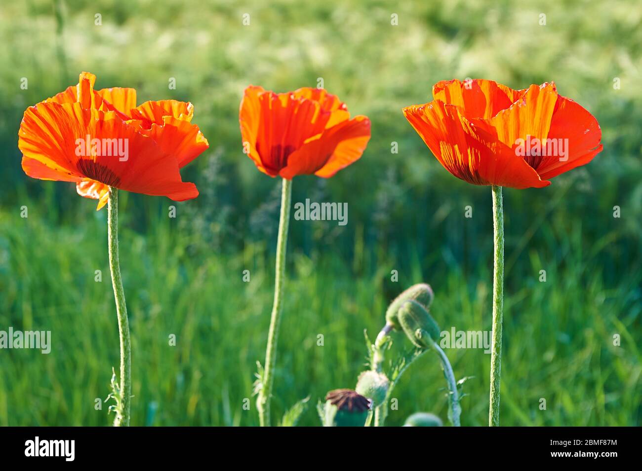 Blühende Mohn-Blüten am Straßenrand in Norddeutschland Stockfoto