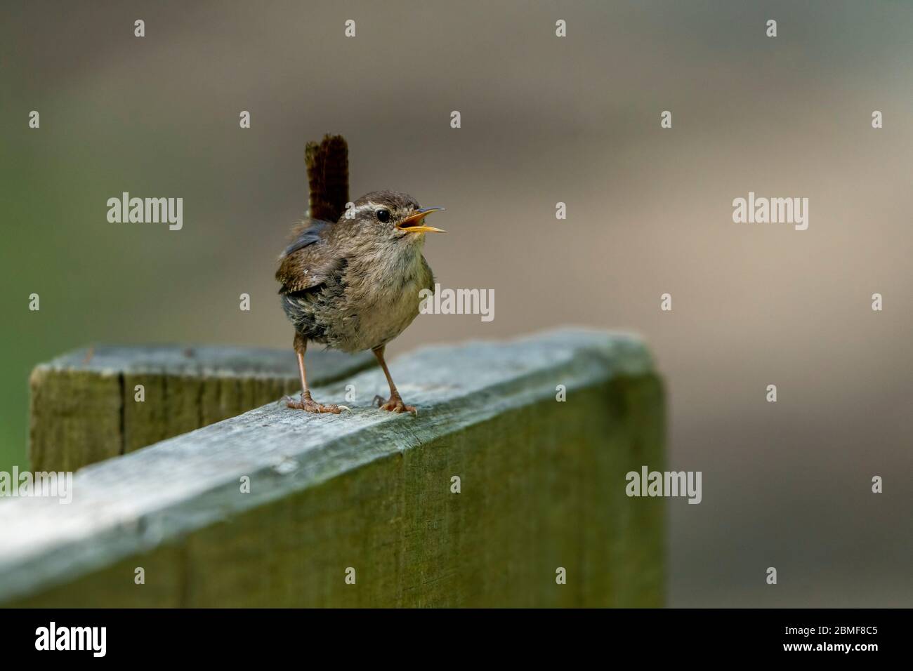Wren- Troglodytes troglodytes in vollem Song Barches on Fence in Song. Feder Stockfoto