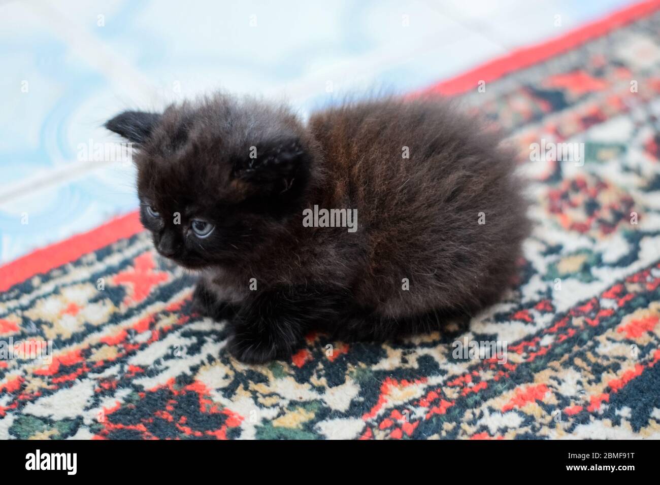 Flauschige schwarze Kätzchen auf dem Teppich auf dem Boden. Stockfoto