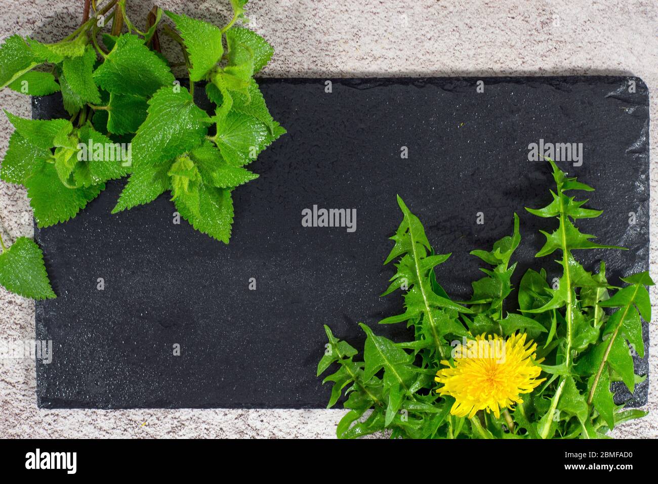 Frühling gepflückte frische Nahrung Brennnesselblätter, Löwenzahn. Gesunde wilde Frühling Bio, Bio-Vitamine aus der Natur auf schwarzem Stein Hintergrund. Flach, Kopie Spa Stockfoto