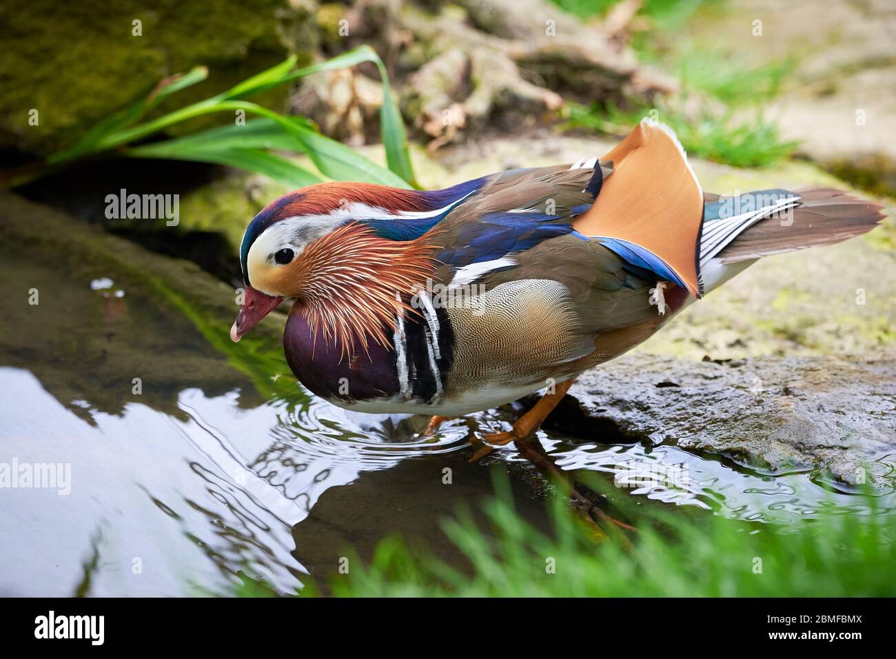 Mandarinente in natürlichem Lebensraum (Aix galericulata) Stockfoto