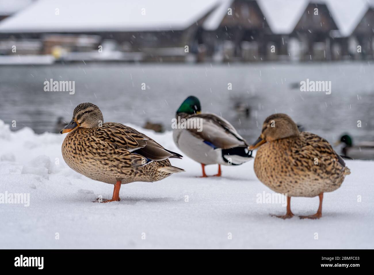 Stockenten Entenwanderung am Konigssee Deutschland im Winter im Schnee Stockfoto