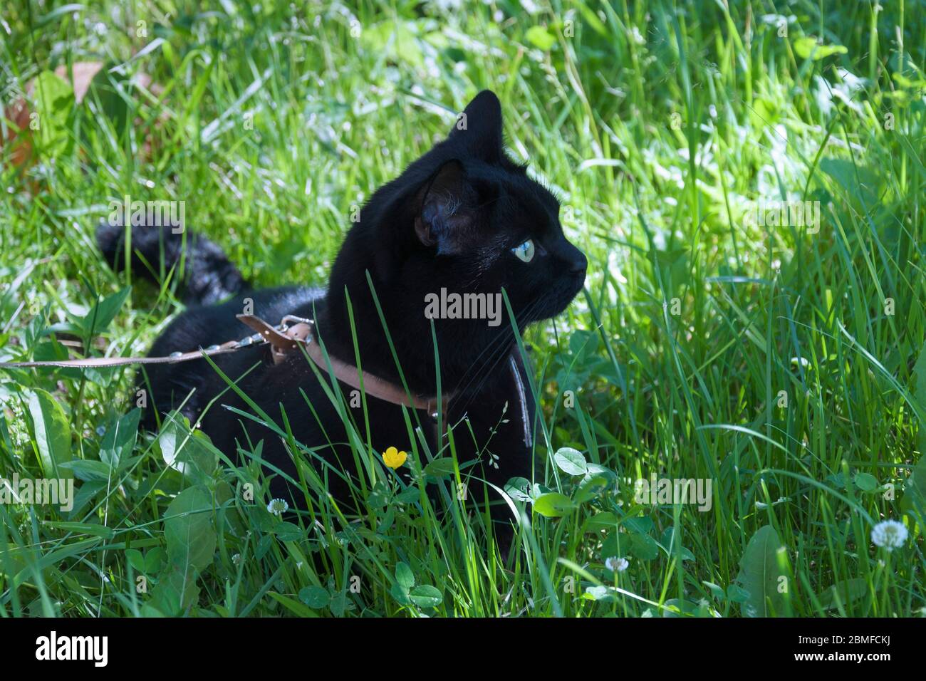 Leine mit katze Fotos und Bildmaterial in hoher Auflösung Alamy
