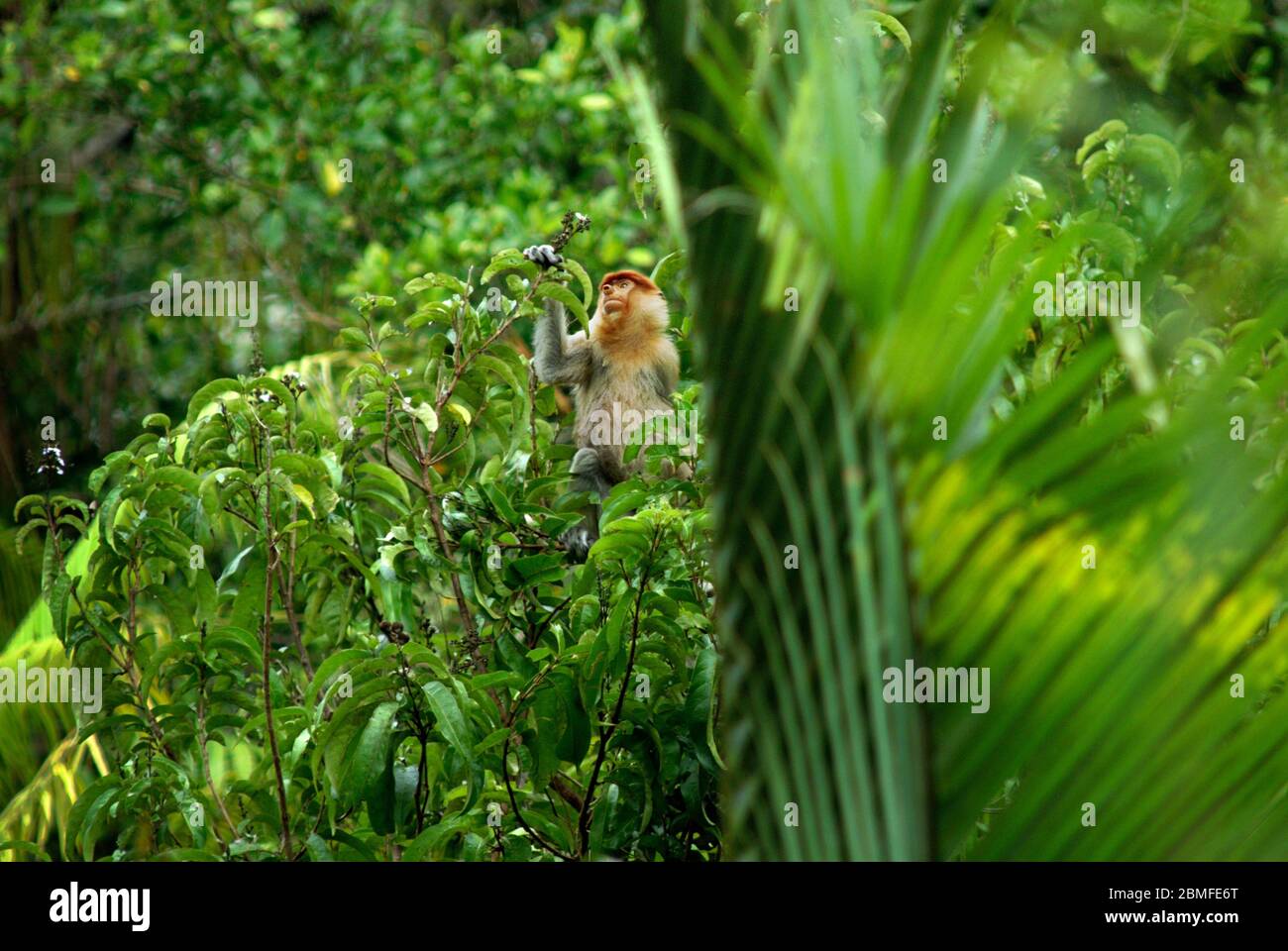 Ein Proboscis-Affe (Nasalis larvatus), weibliches Individuum, das in einem Tieflandwald der Provinz Ost-Kalimantan, Indonesien, forscht. Stockfoto
