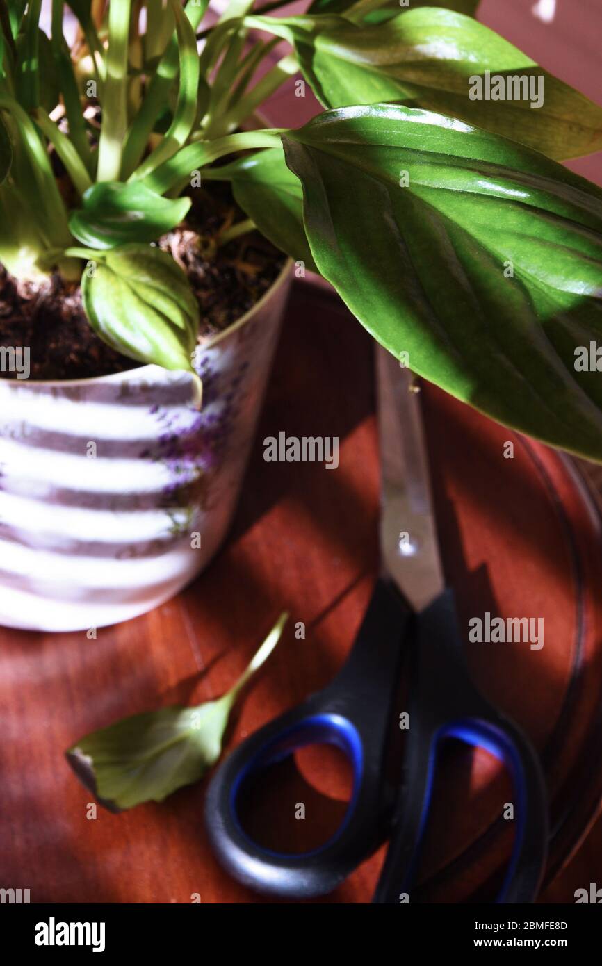 Zimmerpflanze Spathiphyllum, Pflanzenpflege, Beschneiden, feuchtigkeitsspendend, Verdunkelung Stockfoto