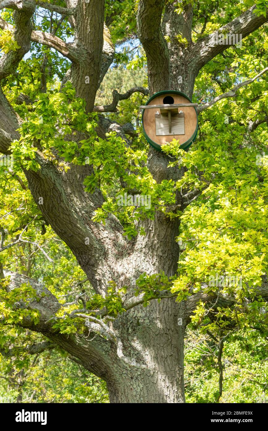 Große Vogel-Nistbox für Eulen oder Turmfalken in einer reifen englischen Eiche, UK Stockfoto