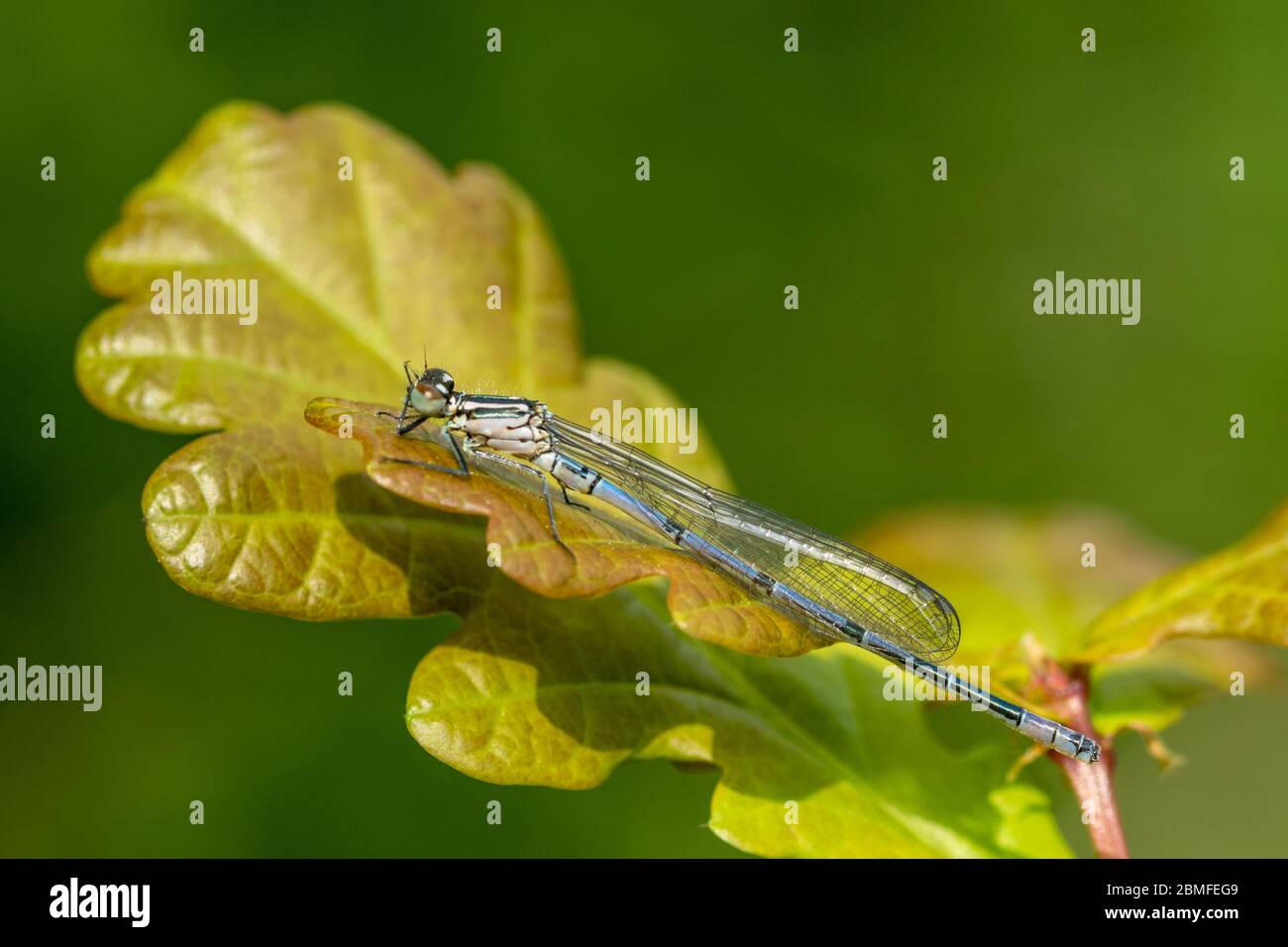 Unreife azurblaue Damselfliege (Coenagrion puella) auf einem Eichenblatt, UK Stockfoto