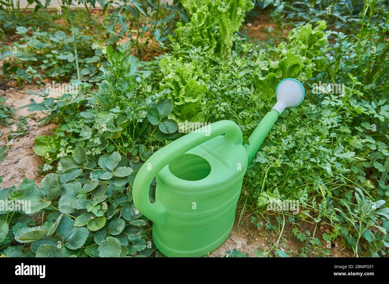 Hobby Gartenarbeit im Gewächshaus Stockfoto