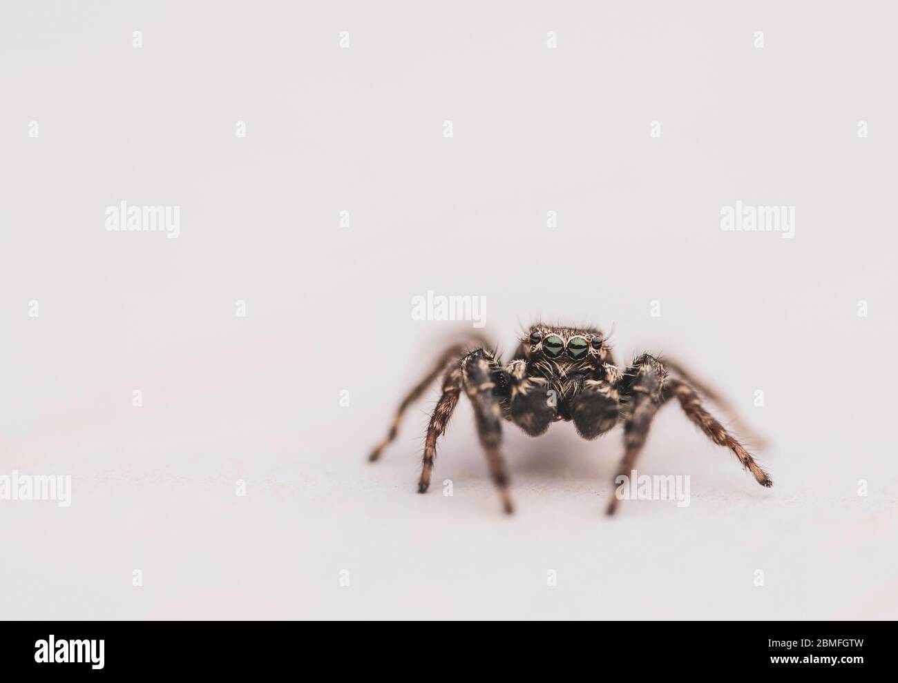Eine springende Spinne auf weißem Hintergrund Stockfoto