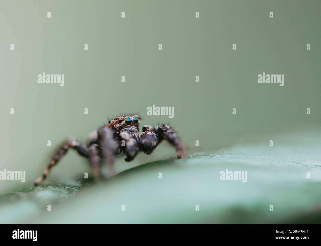 Eine springende Spinne auf einem grünen Pflanzenblatt Stockfoto