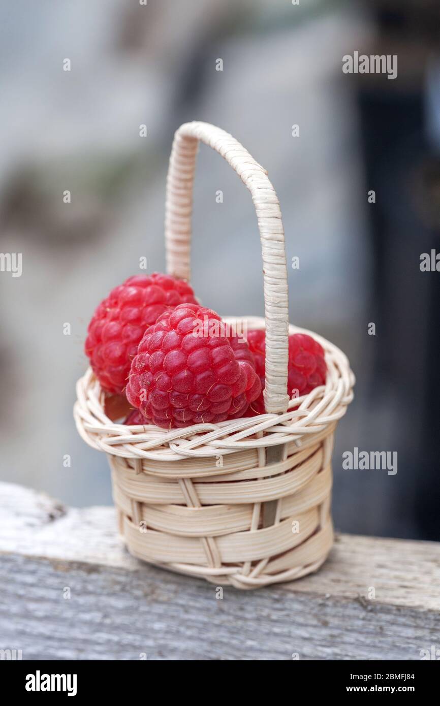 Korbkorb mit roten Himbeeren Stockfoto