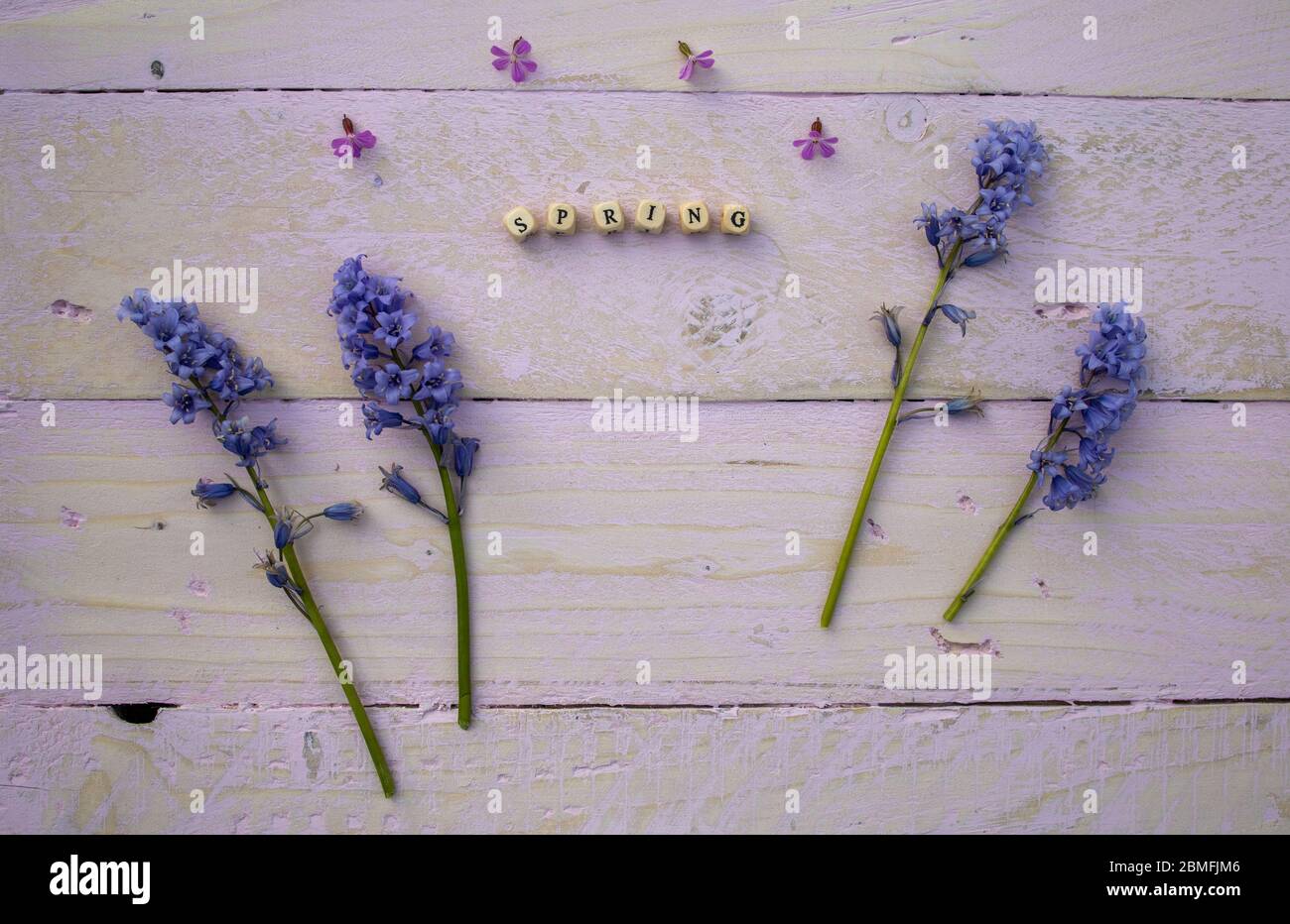 Flaches Foto mit blauen Glockenblumen mit dem Wort Frühling mit Perlen ausgeschrieben Stockfoto