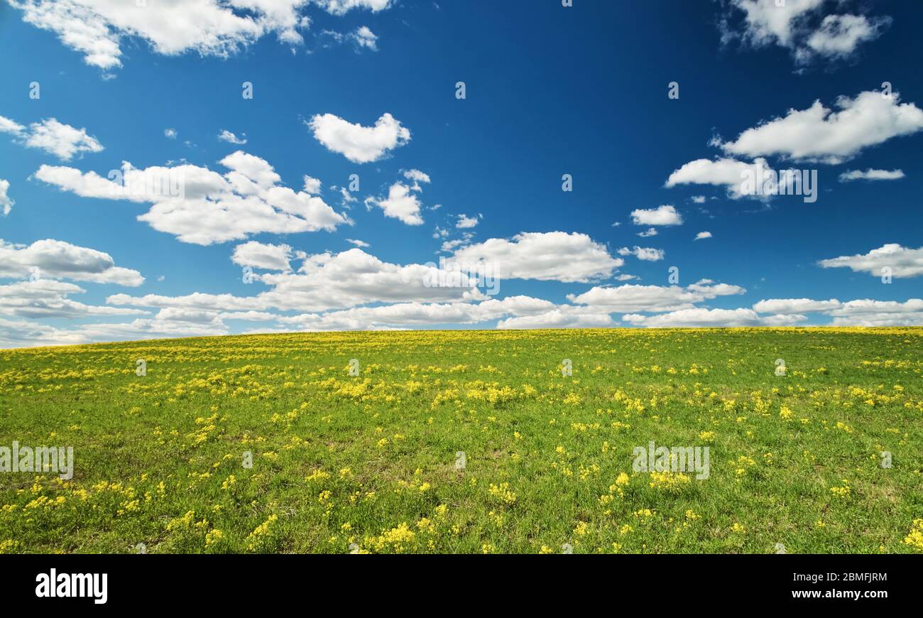 Grüne und gelbe Wiese am blauen Himmel mit Wolken Stockfoto
