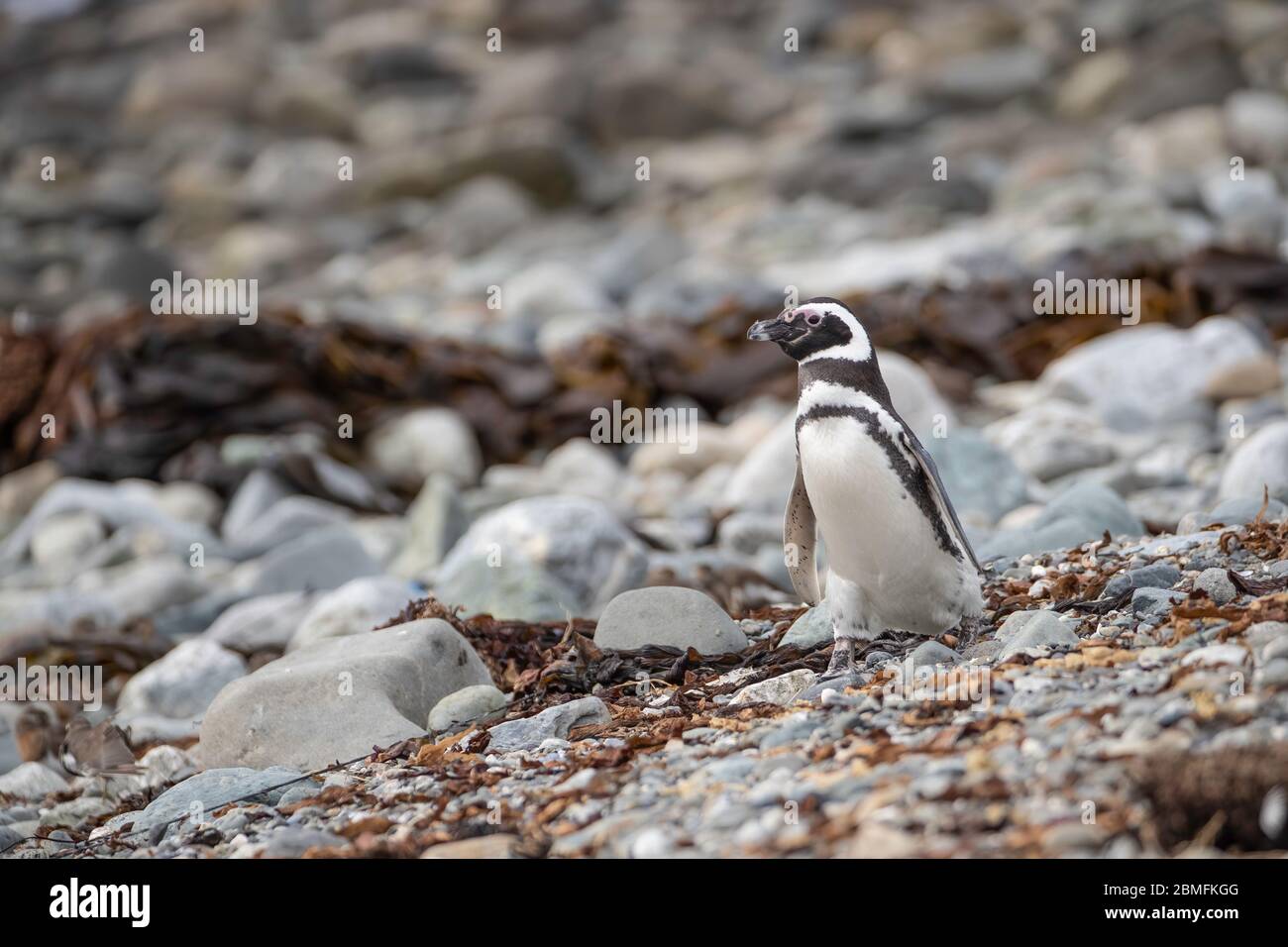 Magellanischer Pinguin auf dem Boden, Magdalena Insel, Magellanstraße, Patagonien, Chile Stockfoto