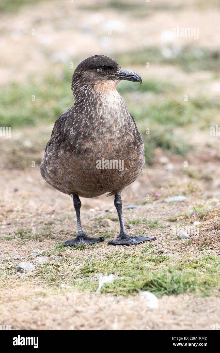 Chilenischer Skua am Boden, Isla Magellan, Magellanstraße, Patagonien, Chile Stockfoto