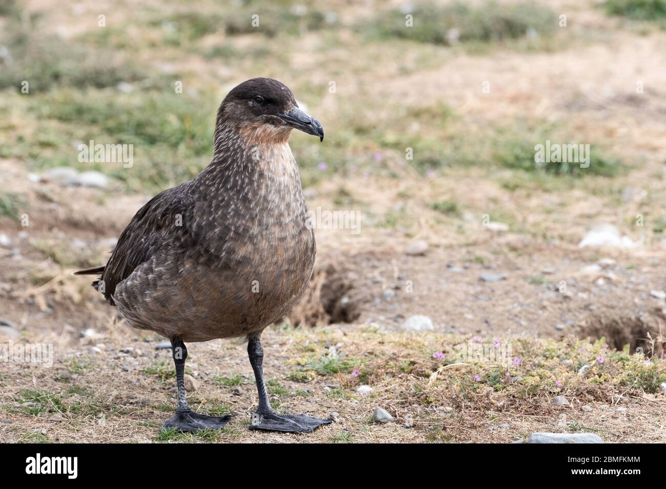 Chilenischer Skua am Boden, Isla Magellan, Magellanstraße, Patagonien, Chile Stockfoto