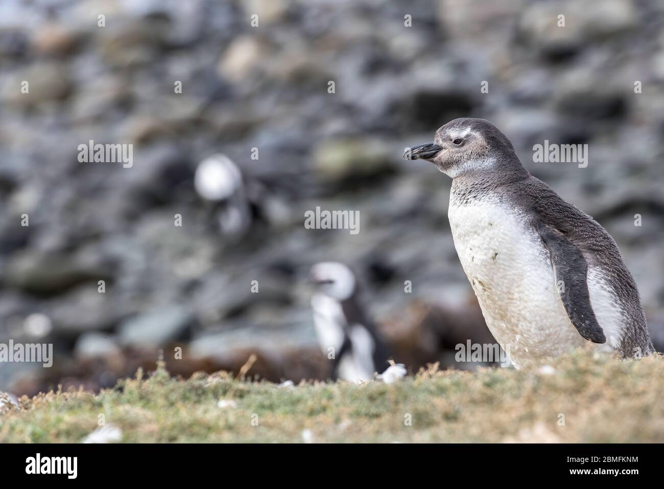 Magellanic Penguin Küken auf dem Boden, Magdalena Insel, Magellan Straße, Patagonien, Chile Stockfoto