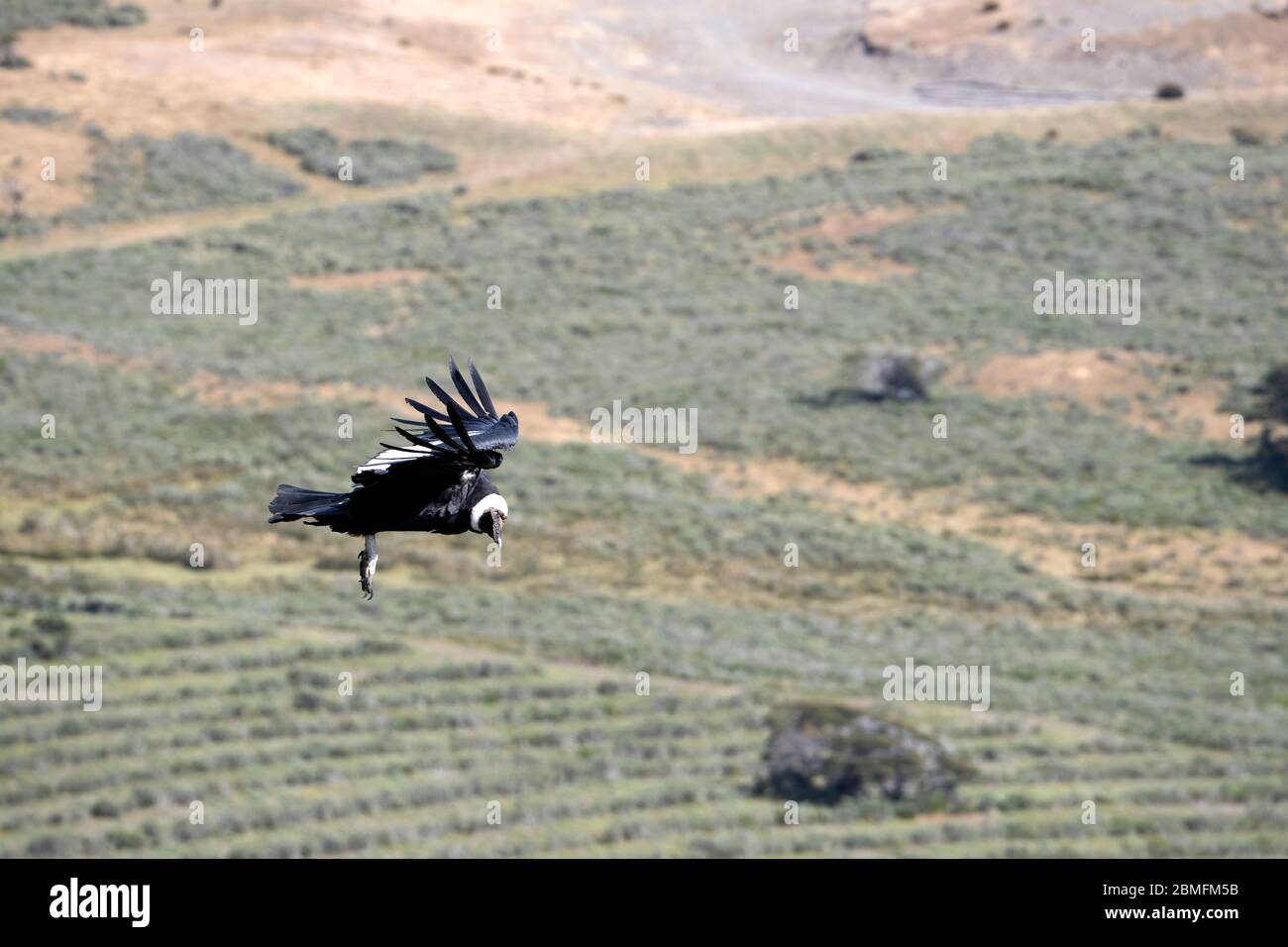 Condors in Flight, Patagonien, Chile, Südamerika Stockfoto