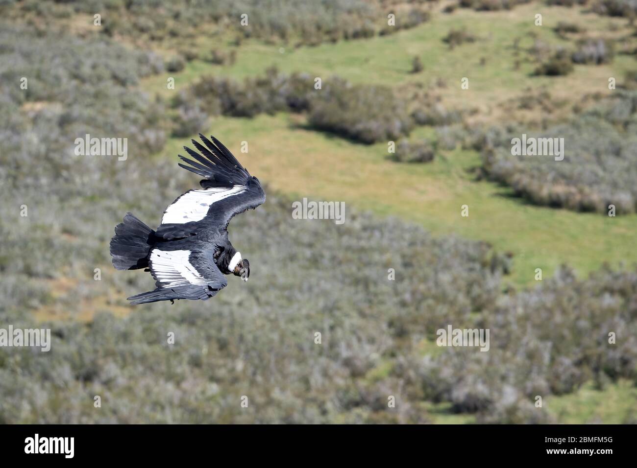 Condors in Flight, Patagonien, Chile, Südamerika Stockfoto