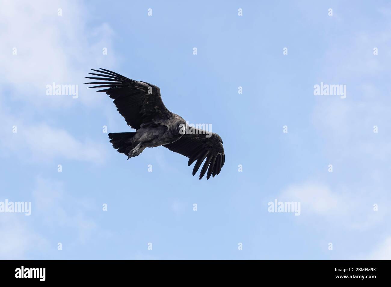Condors in Flight, Patagonien, Chile, Südamerika Stockfoto