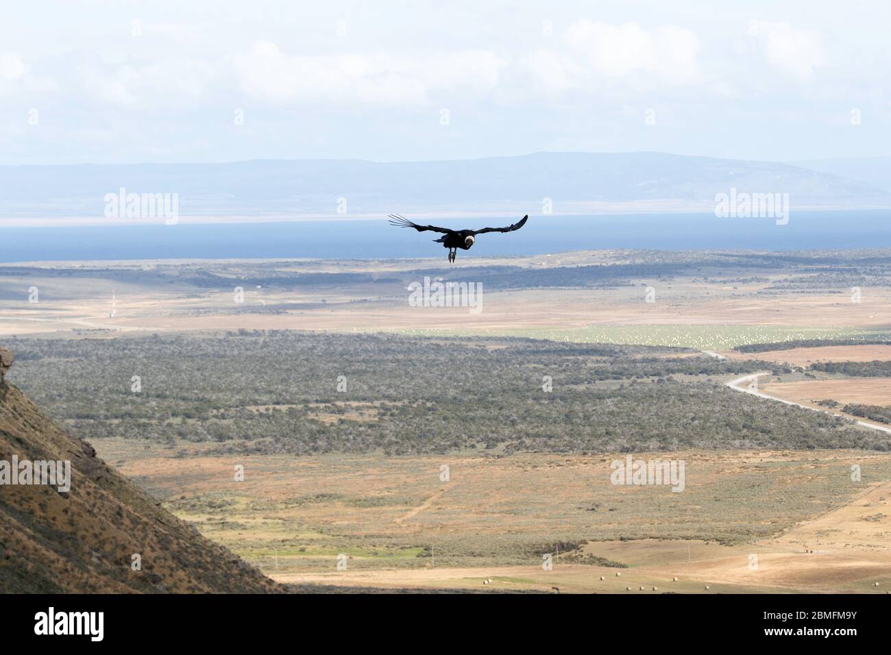 Ein Condor im Flug über eine Klippe, Patagonien, Chile, Südamerika Stockfoto