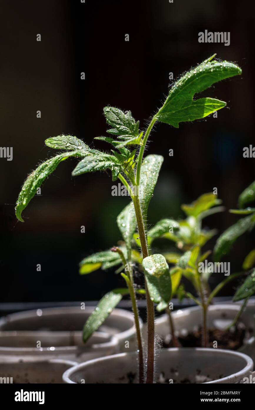 Sämlinge von Tomatenpflanze wachsen aus dem Boden in Kunststoffglas Stockfoto