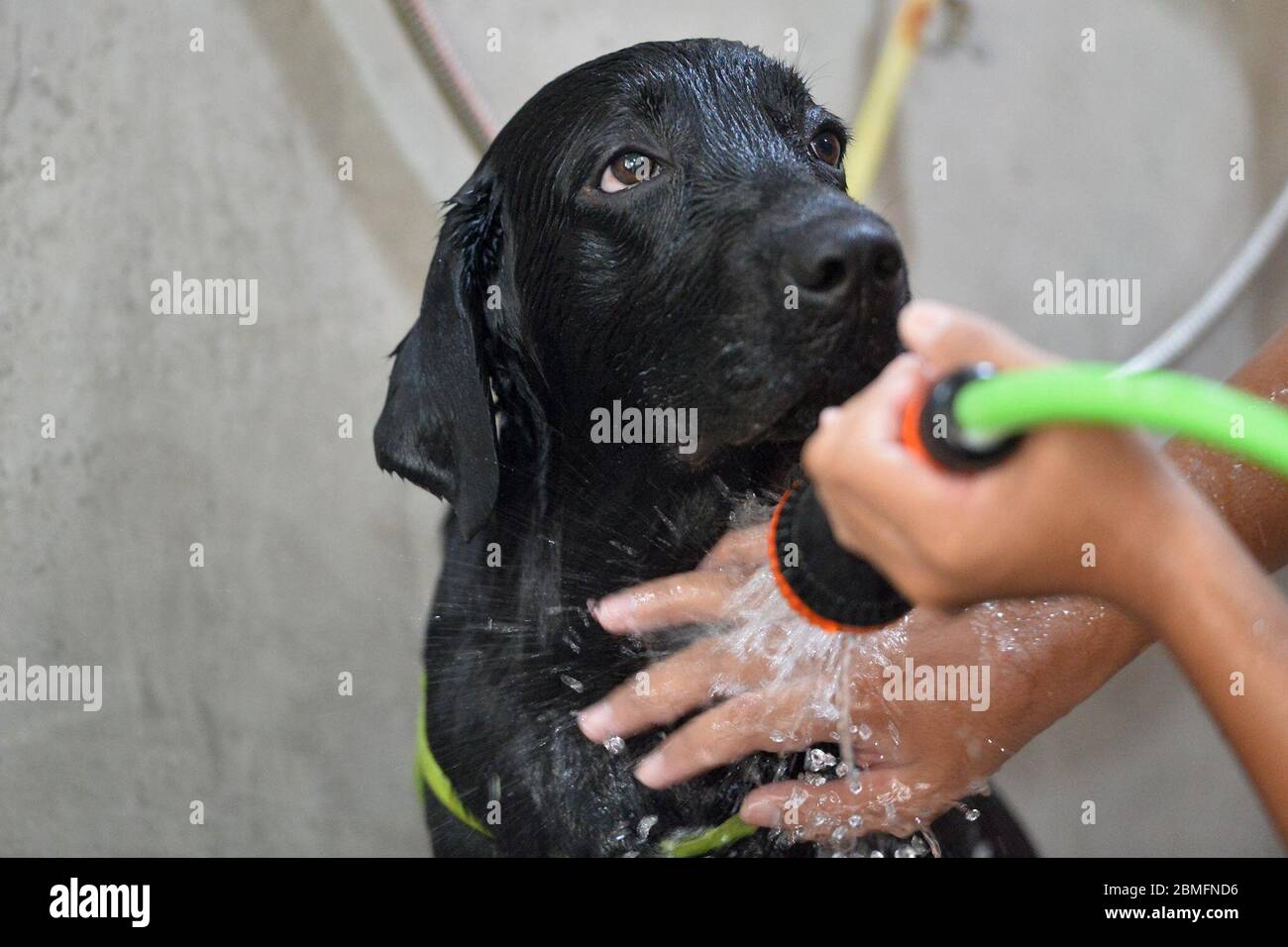 Bangkok, Thailand. Mai 2020. Ein Pet Groomer wäscht einen Hund nach dem Schwimmen in Bangkok, Thailand, 8. Mai 2020. Die Tierpflege ist eine der wenigen Berufe, die während einer allmählichen Lockerung der Beschränkungen in Thailands Hauptstadt Bangkok wieder beginnen durften. Kredit: Rachen Sageamsak/Xinhua/Alamy Live News Stockfoto