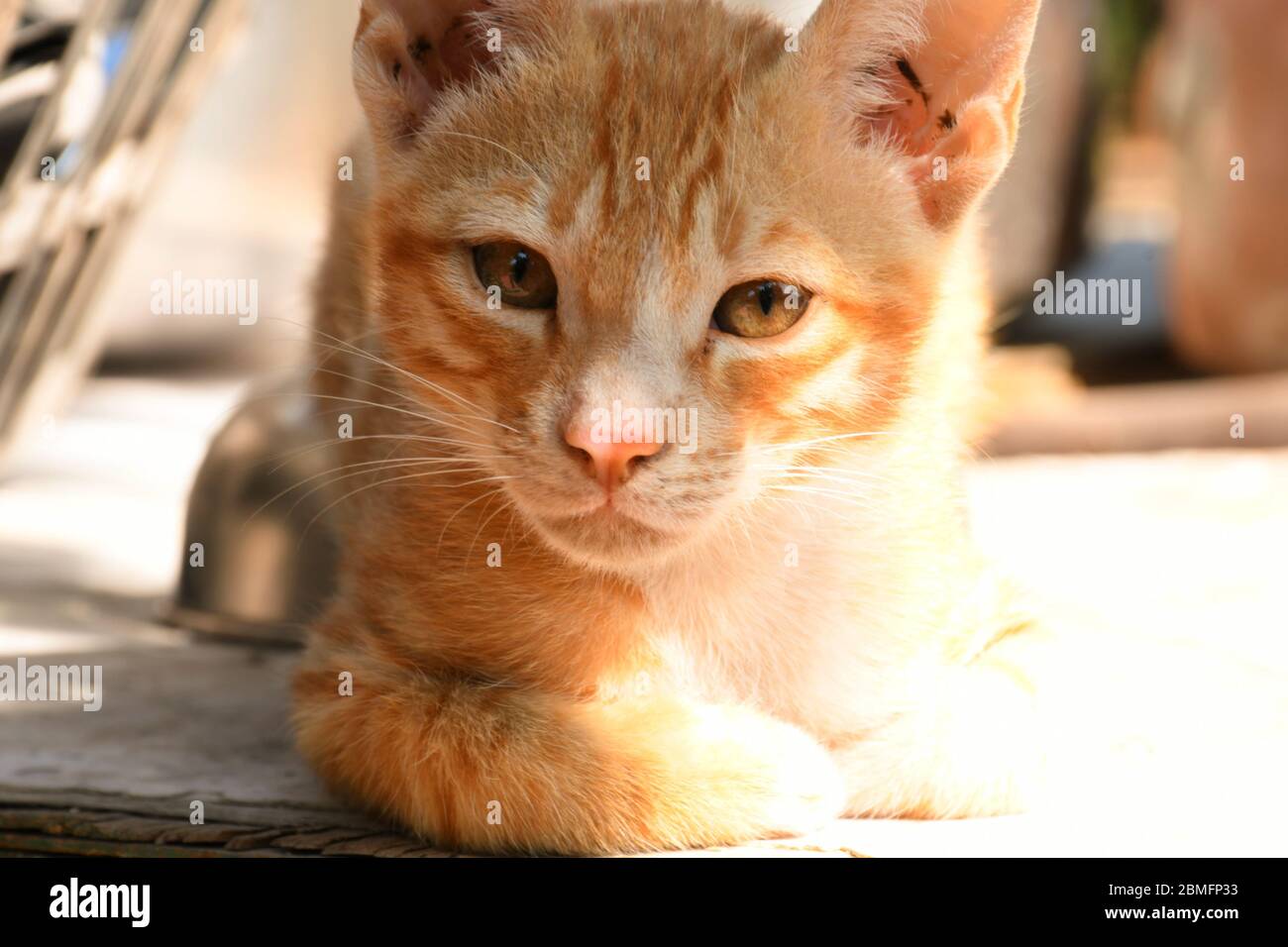 Schöne Katze, Pat Tier in Kutch, Gujarat Indien Stockfoto