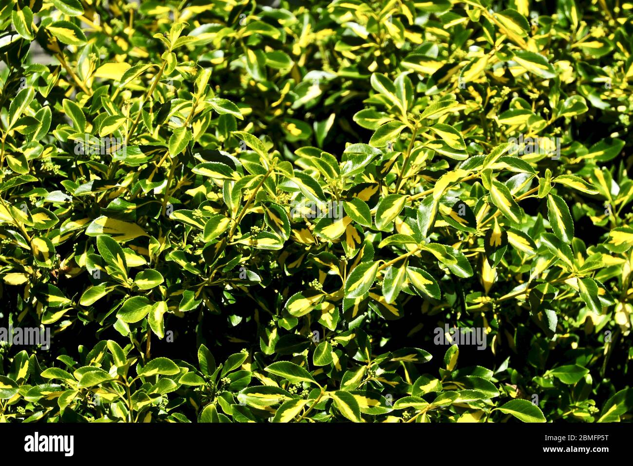 Euonymus japonicus 'Goldene Jungfrau' Stockfoto