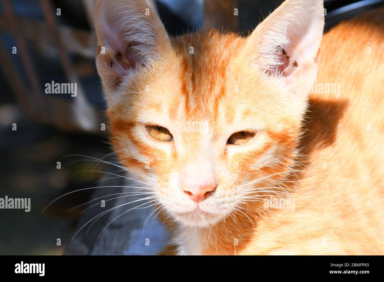 Schöne Katze, Pat Tier in Kutch, Gujarat Indien Stockfoto