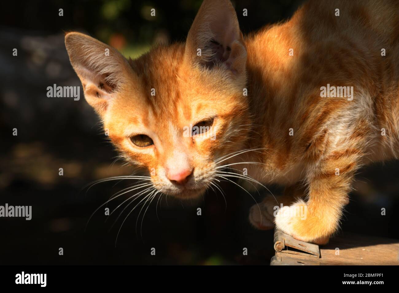 Schöne Katze, Pat Tier in Kutch, Gujarat Indien Stockfoto