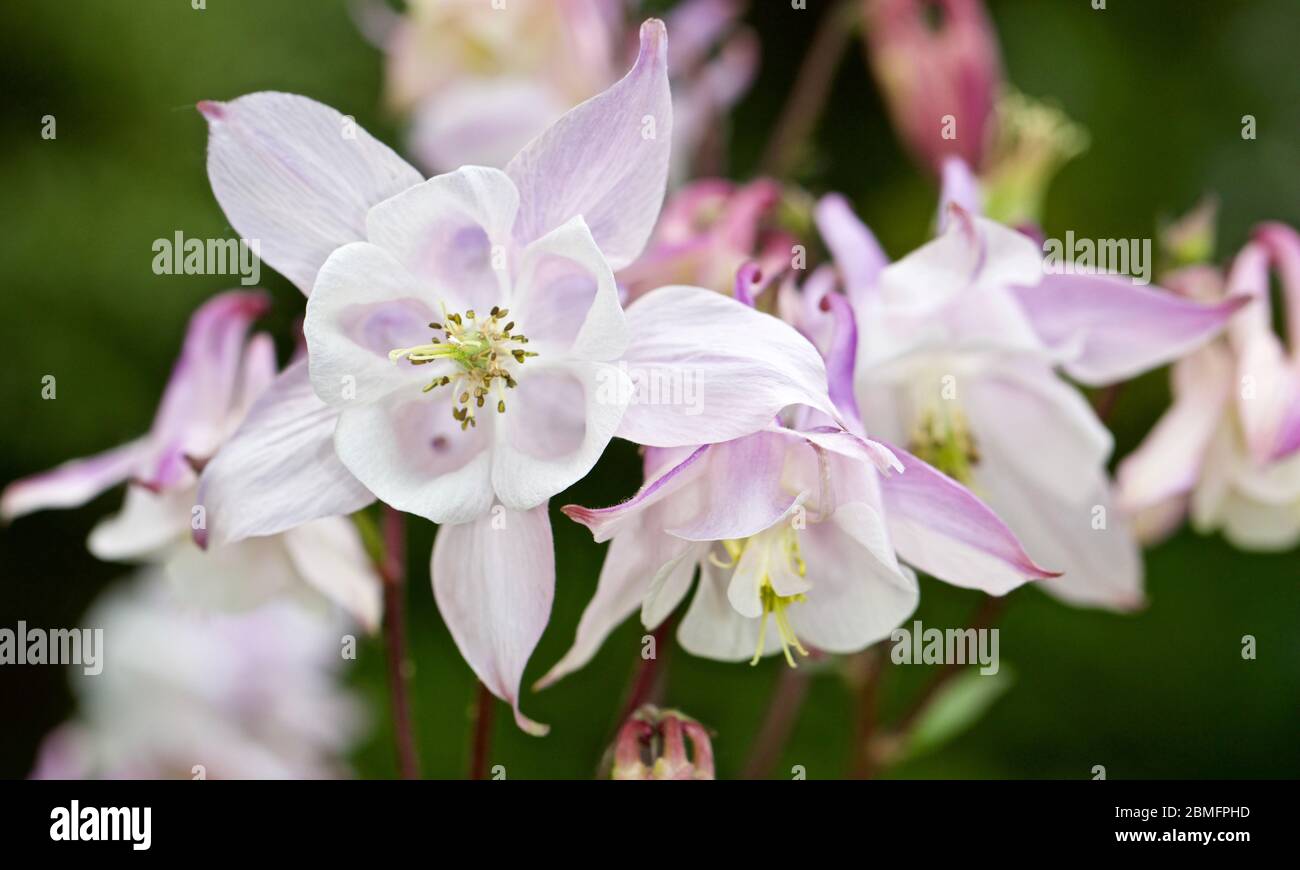Aquilegia vulgaris Stockfoto