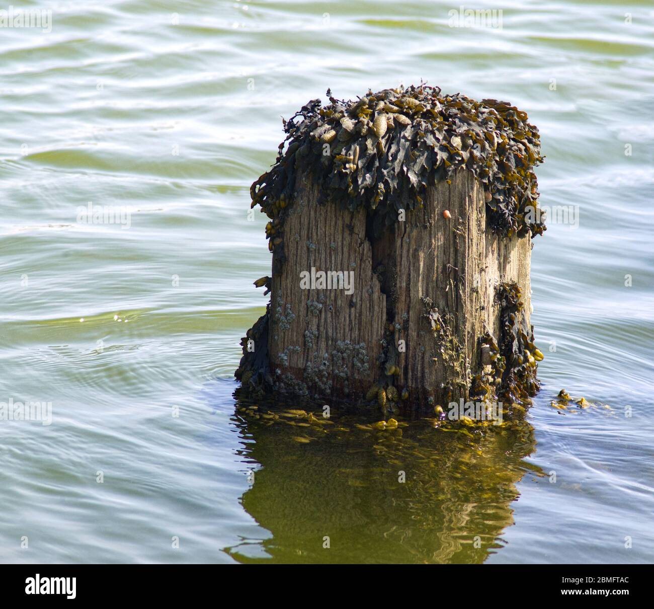 Algen auf einem Pfosten im Meer Stockfoto