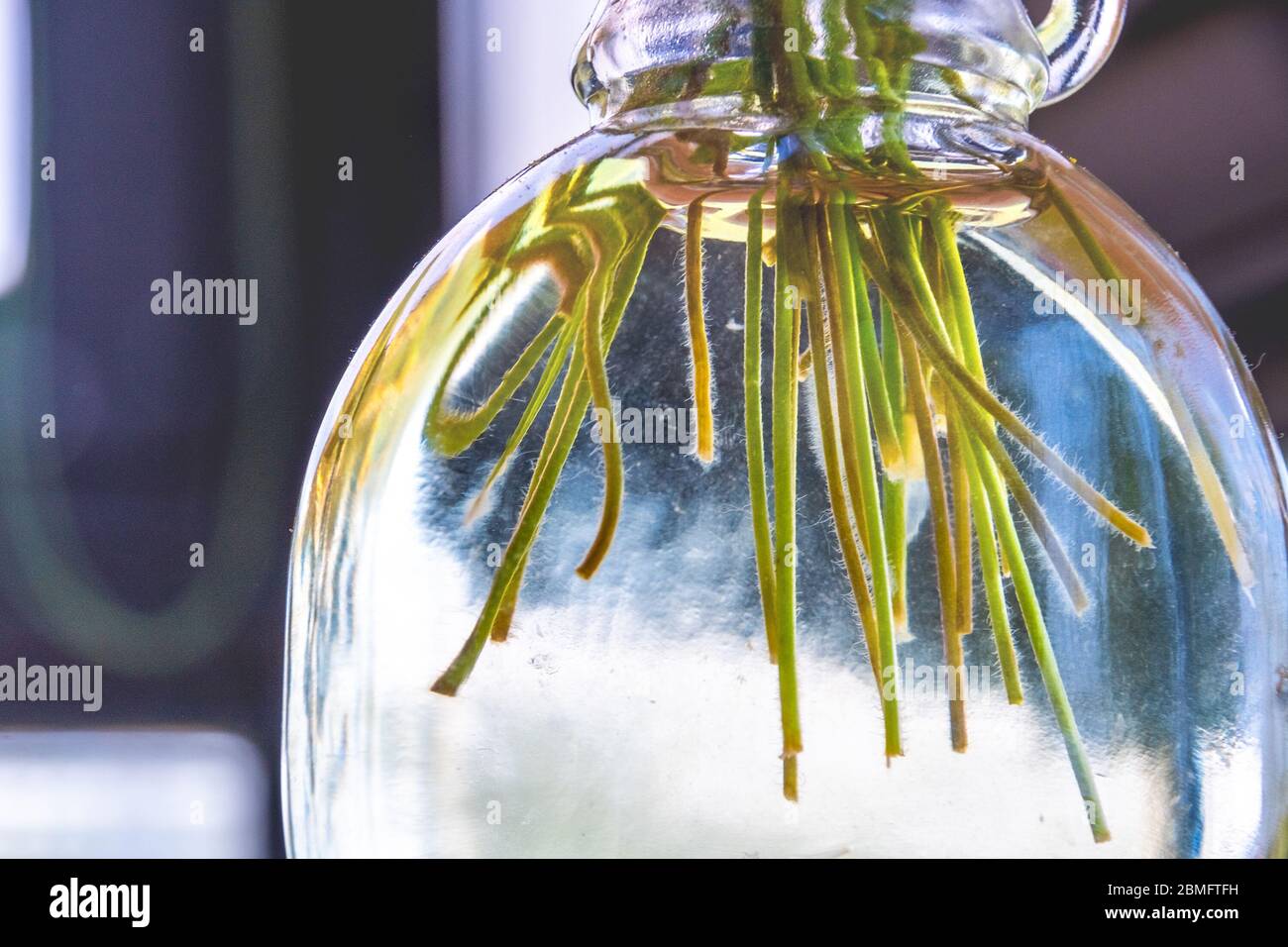 Schneiden Sie Stiele Hintergrund in der Flasche Wasser Nahaufnahme Stockfoto