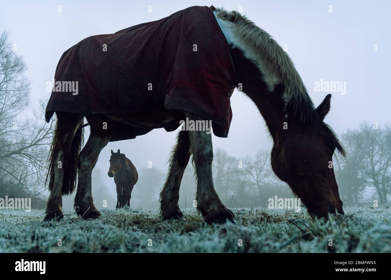 Zwei Pferde in einem nebeligen Feld Stockfoto