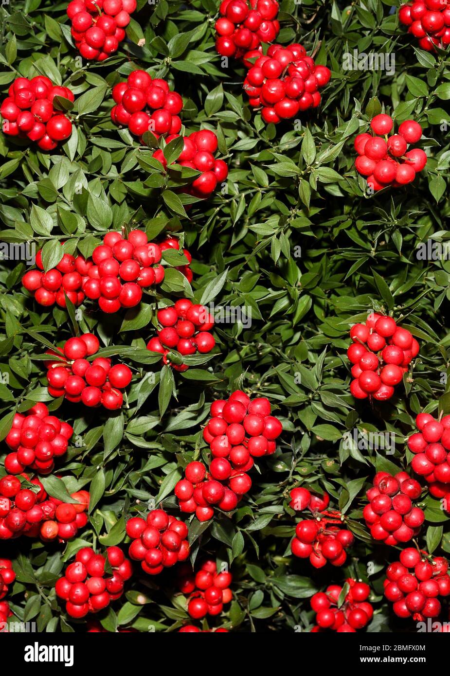 Winterbeere (Ilex verticillata) ist eine Laubholzart, die in feuchten, sumpfigen Gebieten wild wächst Stockfoto