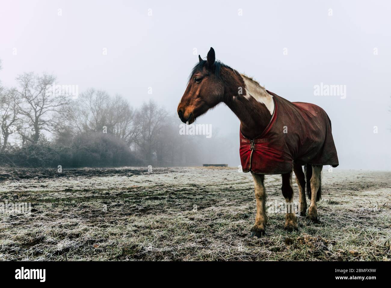 Ein einzelnes Pferd in einem nebeligen Feld Stockfoto
